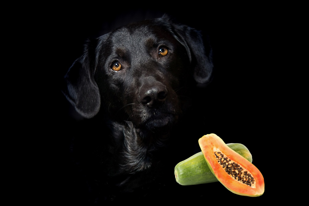 Mag-een-hond-papaya