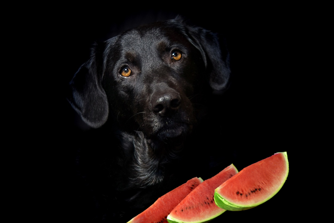 Mag-een-hond-watermeloen