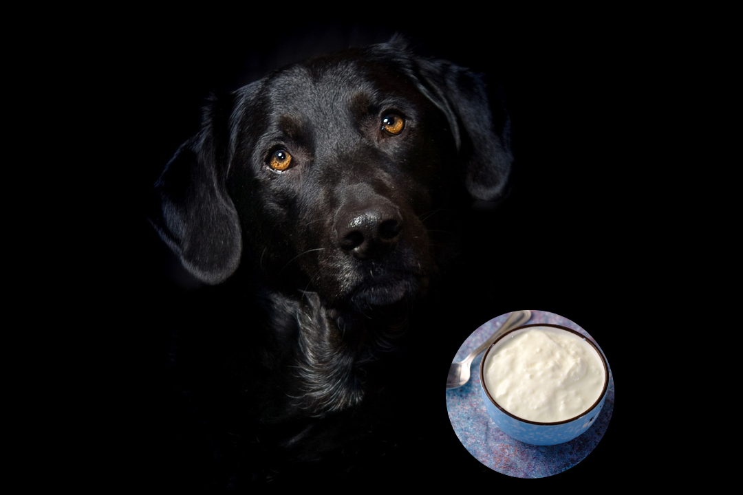 Mag-een-hond-yoghurt